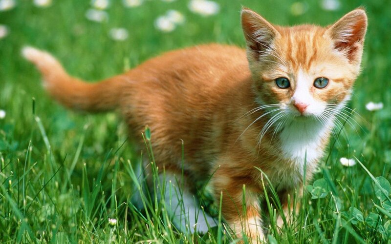 Orange Tabby Kitten — Daisies