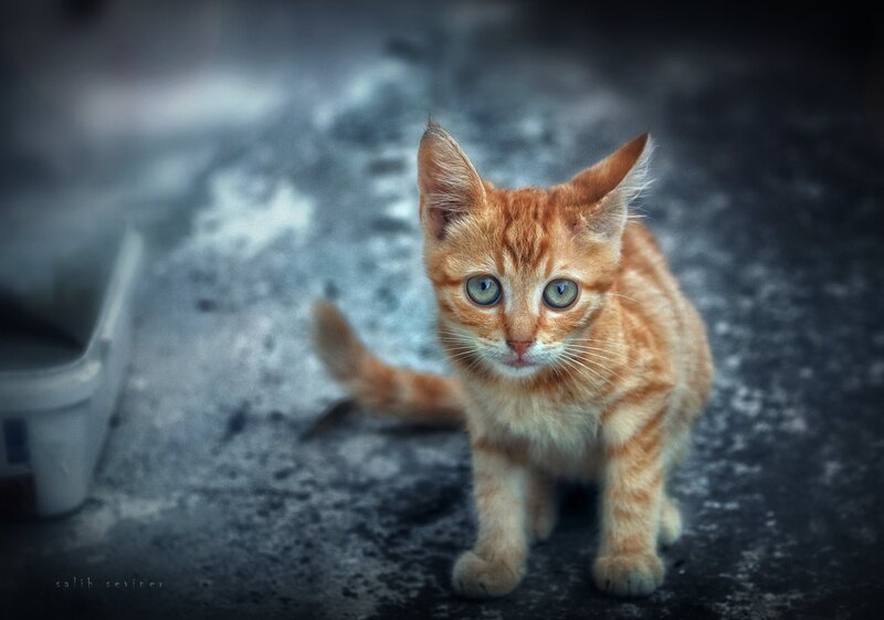 Orange Tabby Kitten — Dramatic, Photograph, Cat