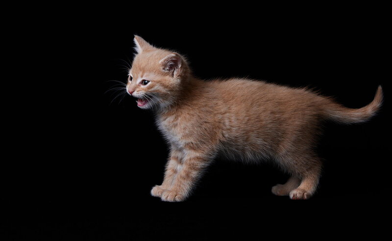 Orange Tabby Kitten — Dramatic, Photograph