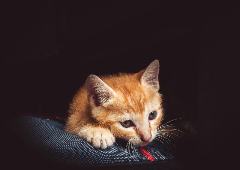 Orange Tabby Kitten — Dramatic