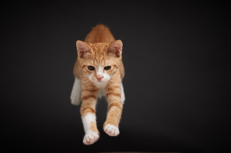 Orange Tabby Kitten — Dynamic