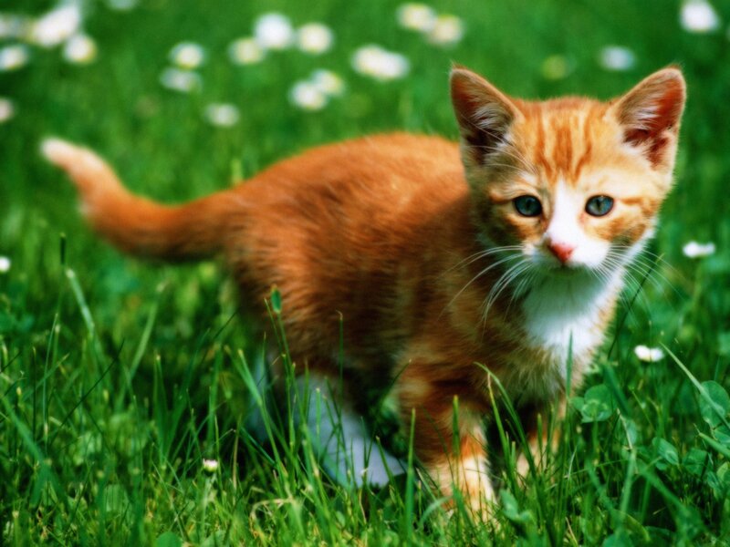 Orange Tabby Kitten — Grass