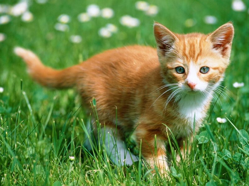 Orange Tabby Kitten — Green, Calm, Afternoon, Photograph, Grass, Daisies, Tail