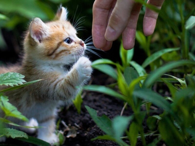 Orange Tabby Kitten — Green, Calm, Afternoon, Photograph