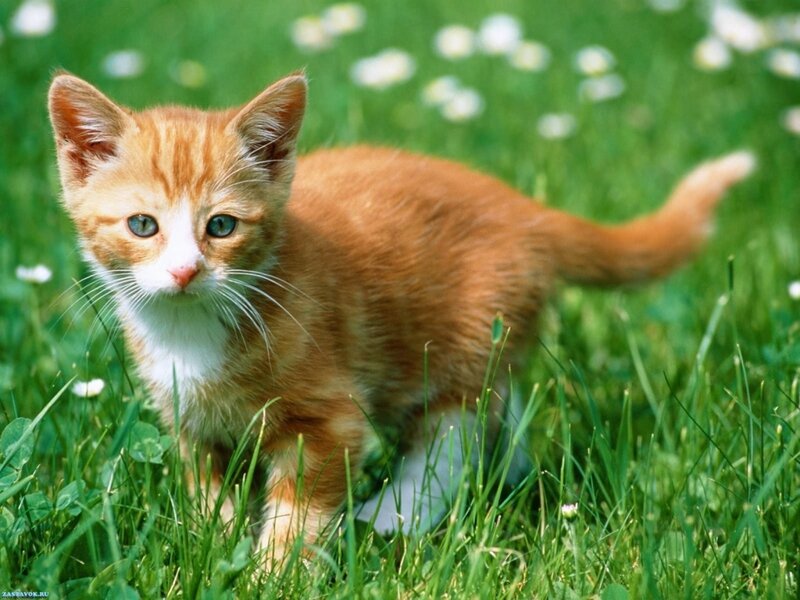 Orange Tabby Kitten — Green, Calm