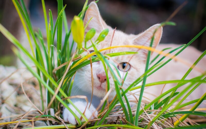 Orange Tabby Kitten — Green, Curious, Spring