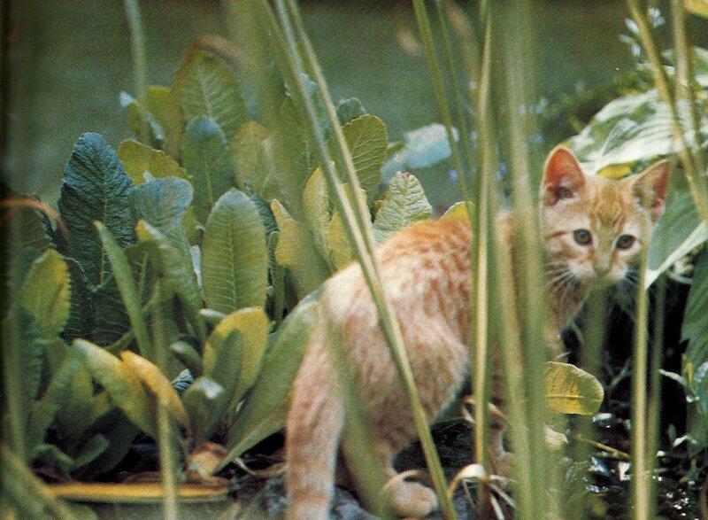 Orange Tabby Kitten — Green, Curious