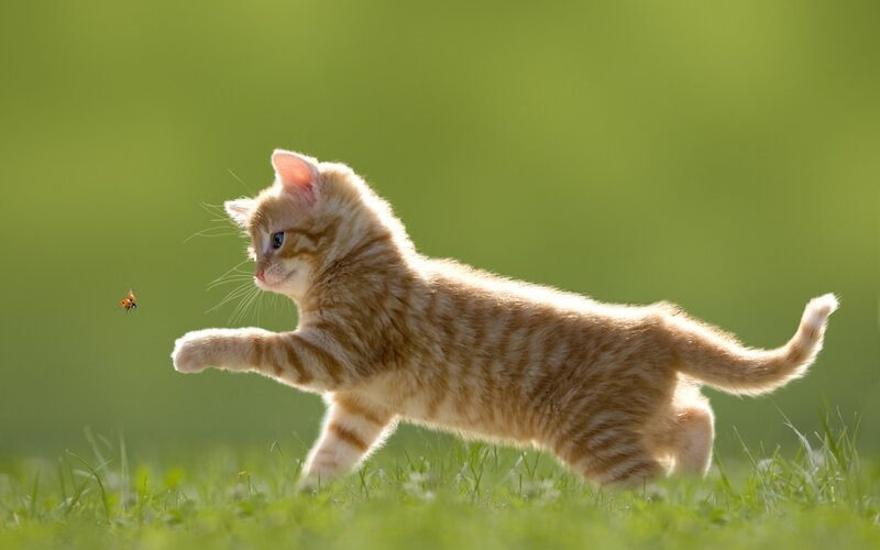 Orange Tabby Kitten — Green, Playful, Afternoon