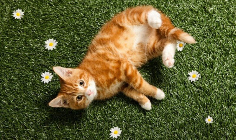 Orange Tabby Kitten — Green, Playful