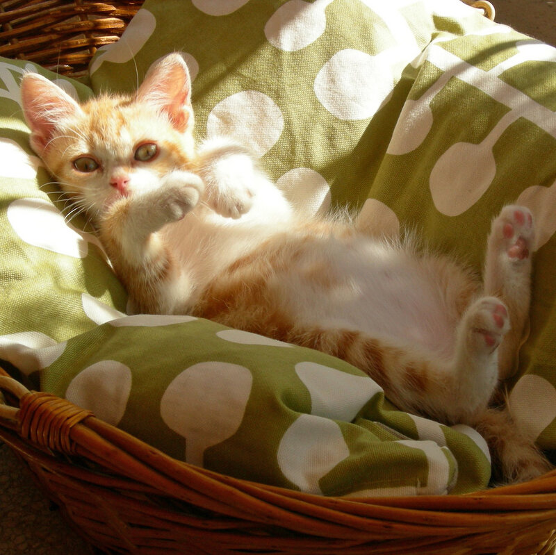 Orange Tabby Kitten — Green, Relaxed