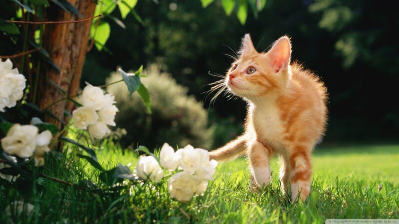 Orange Tabby Kitten — Green, Serene, Afternoon, Photograph, White Flowers