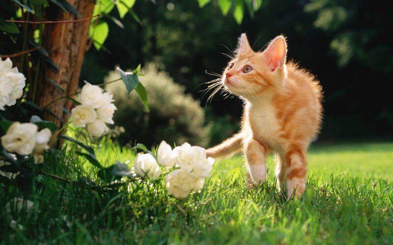 Orange Tabby Kitten — Green, Serene, Afternoon