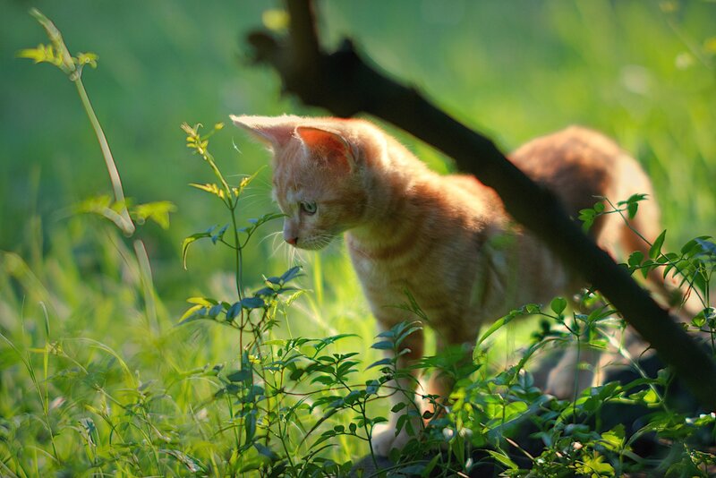 Orange Tabby Kitten — Green, Serene, Morning