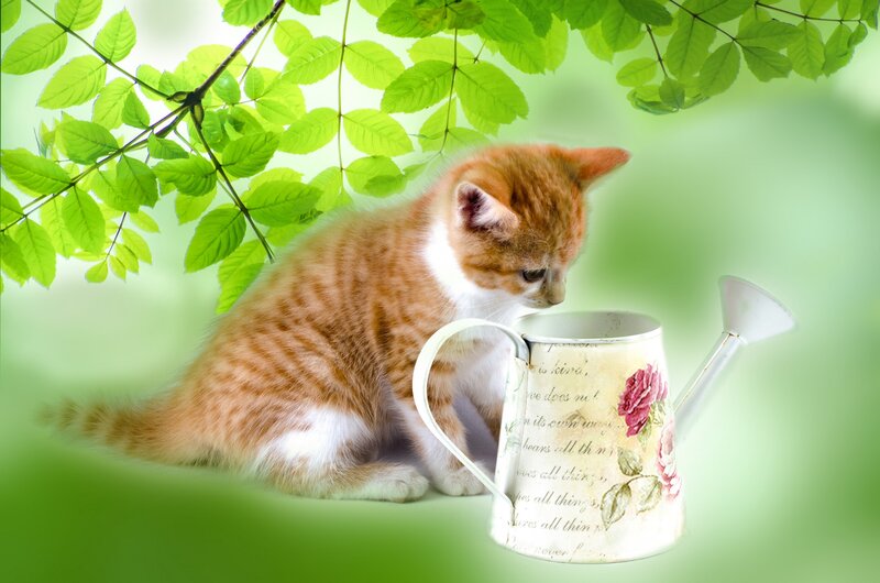 Orange Tabby Kitten — Green, Serene, Spring