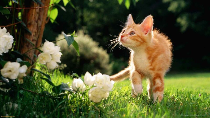 Orange Tabby Kitten — Green, Serene
