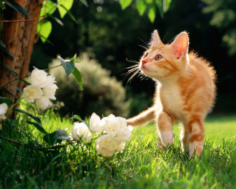 Orange Tabby Kitten — Green