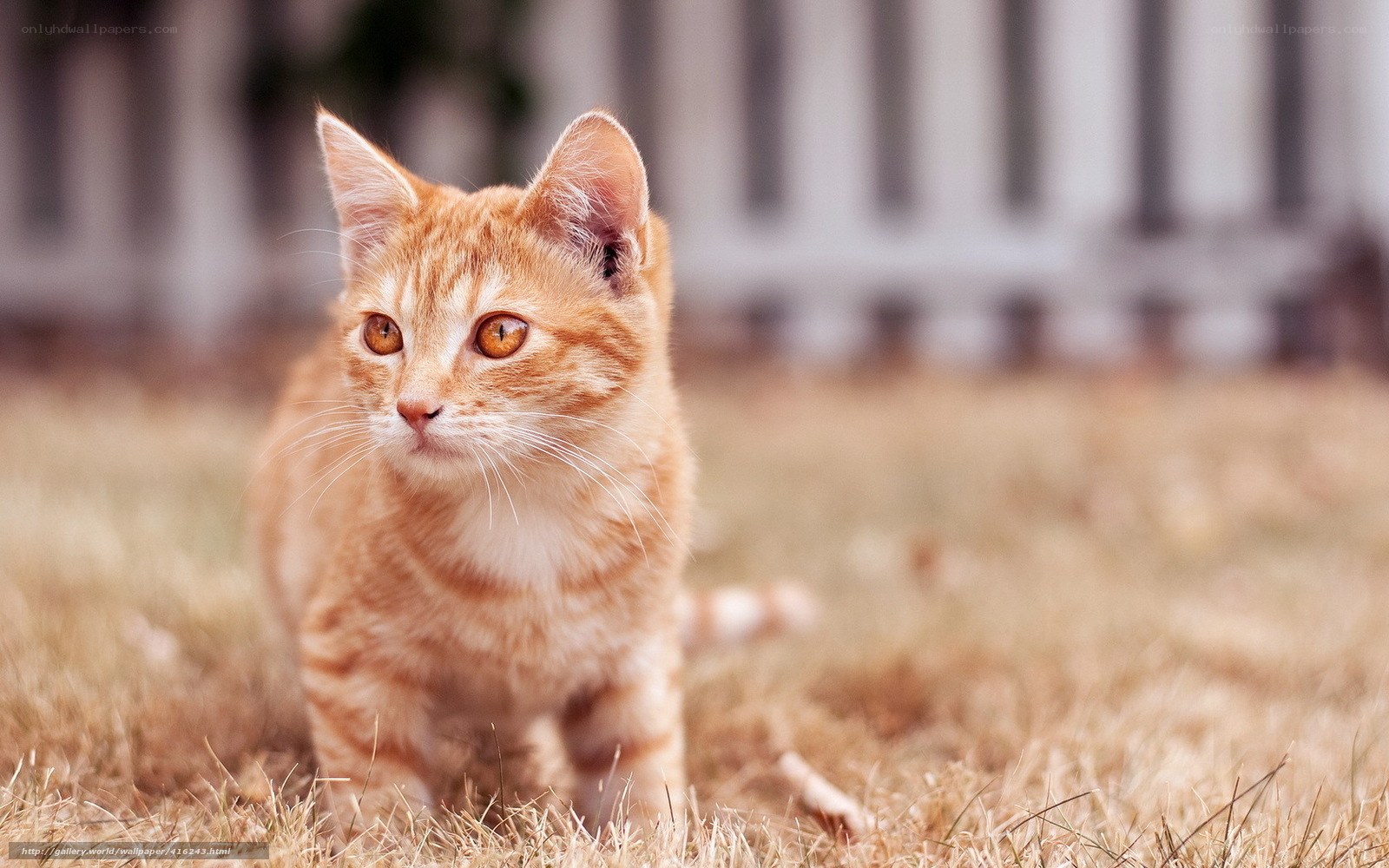 orange tabby kitten in grass