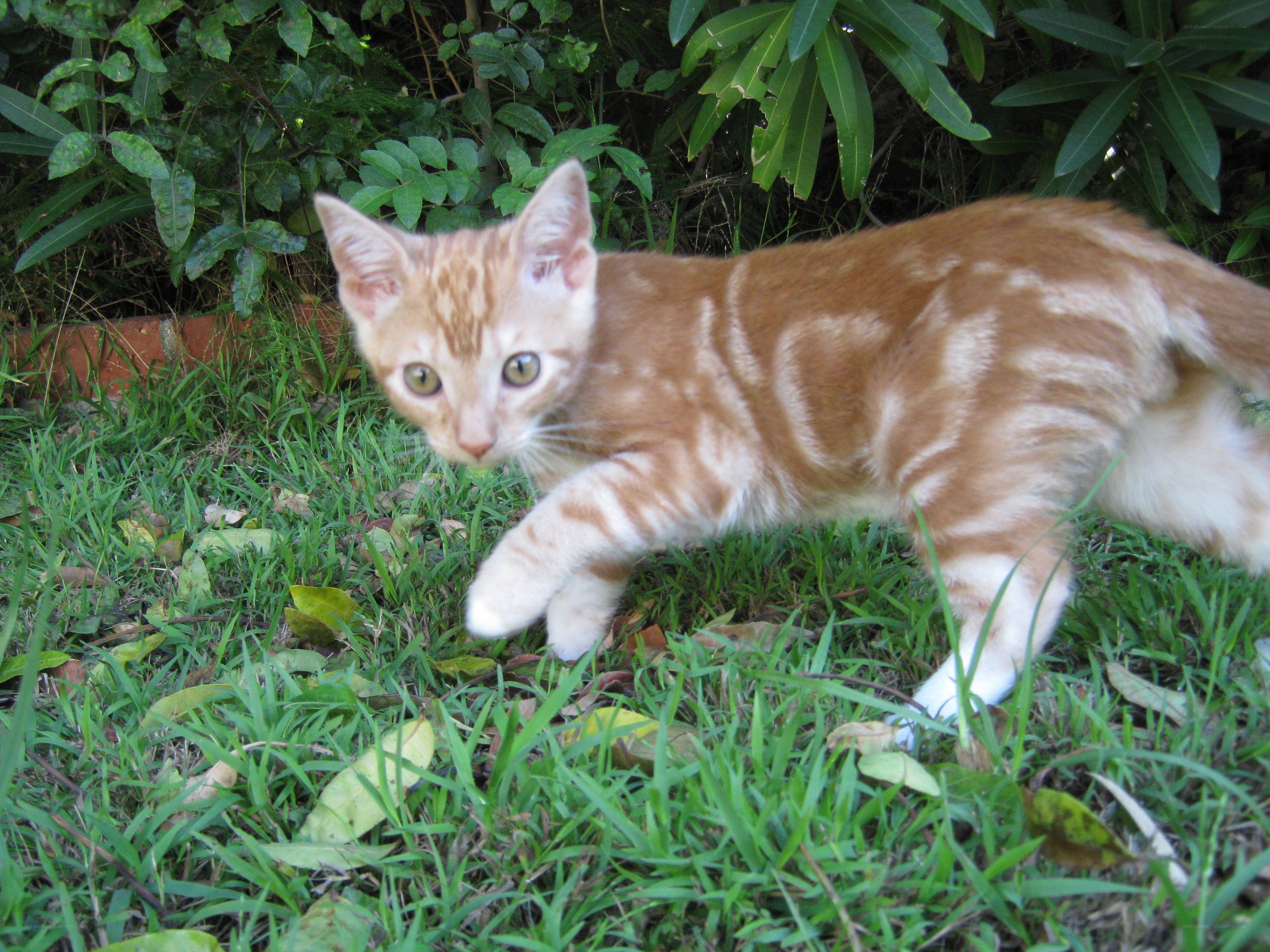 orange tabby kitten in grass