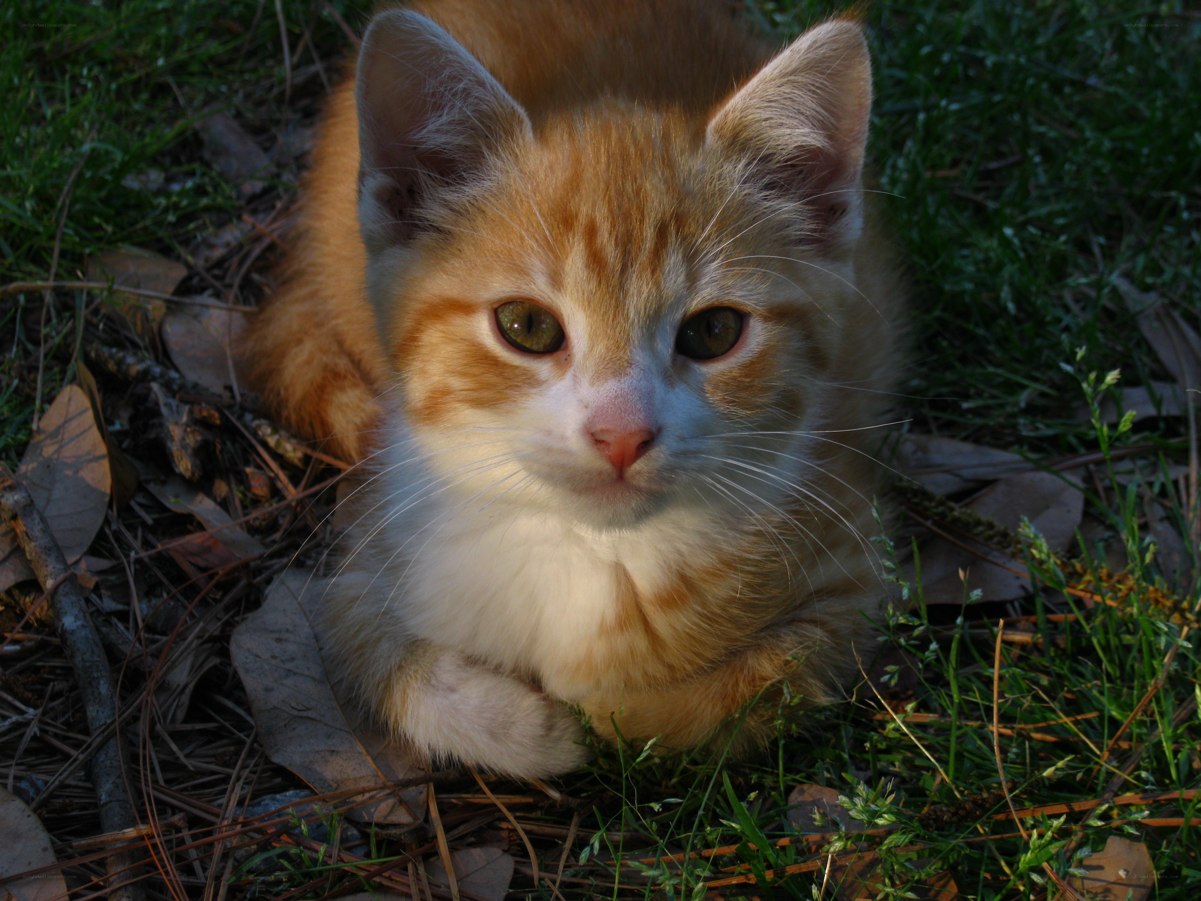 orange tabby kitten in grass
