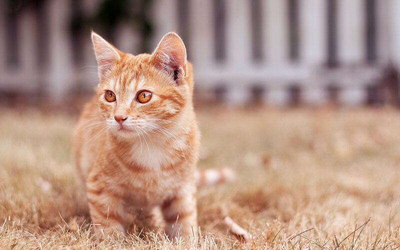orange tabby kitten in grass