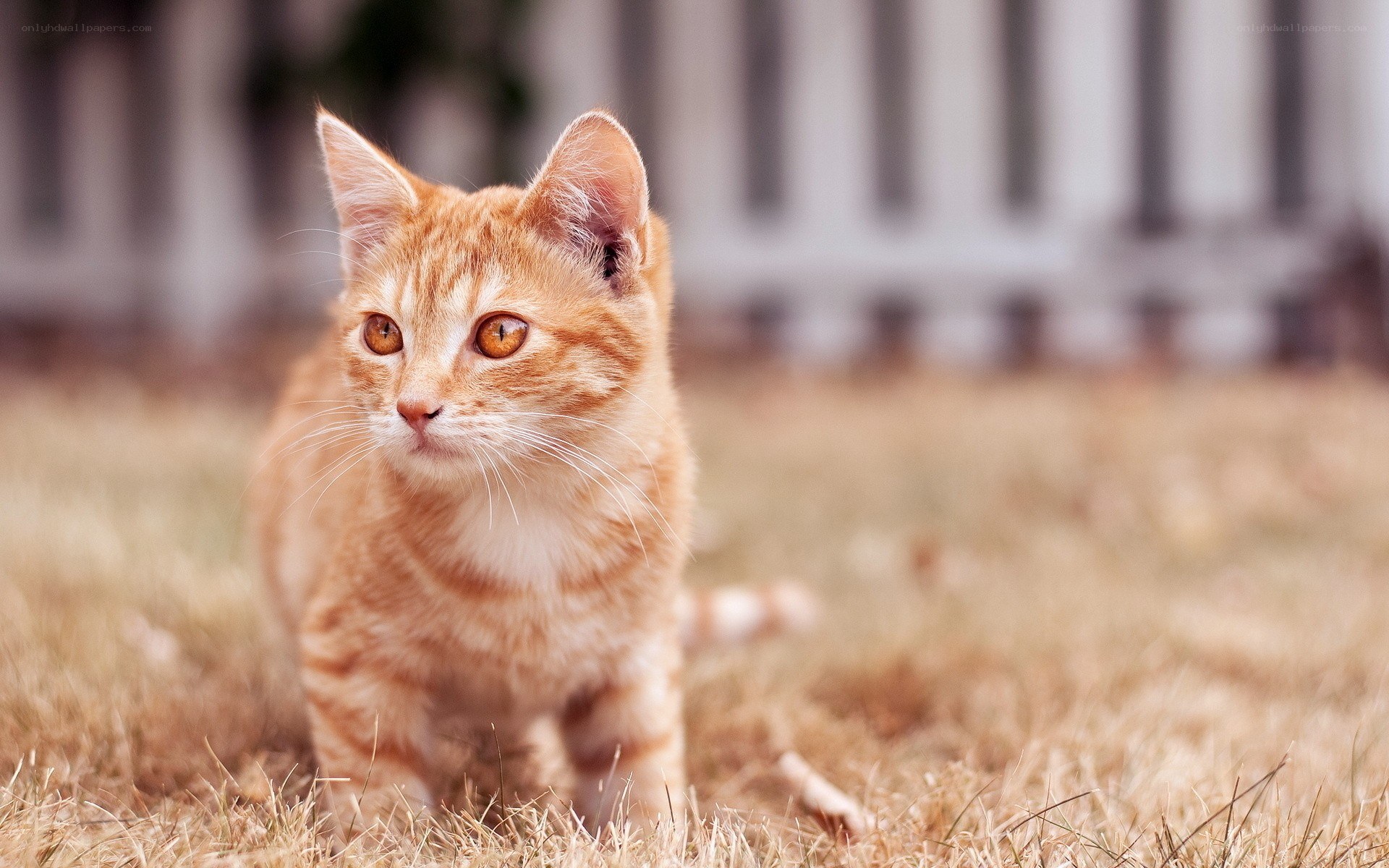 orange tabby kitten in grass