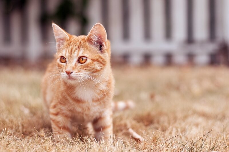 orange tabby kitten in grass