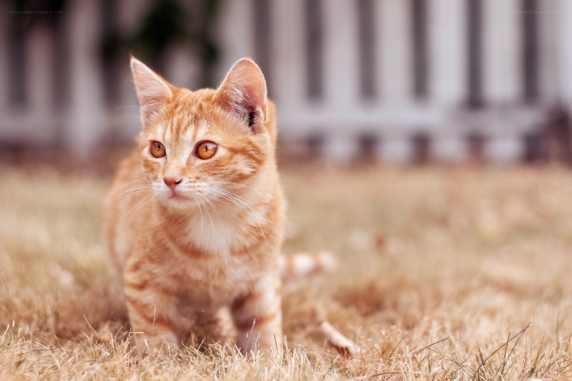 orange tabby kitten in grass