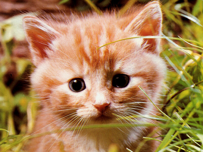 Orange Tabby Kitten — Innocent, Daytime