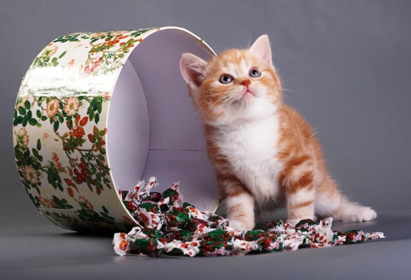 Orange Tabby Kitten — Innocent, Photograph, Candy Wrappers