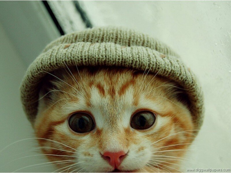 Orange Tabby Kitten — Innocent, Photograph, Knit Hat