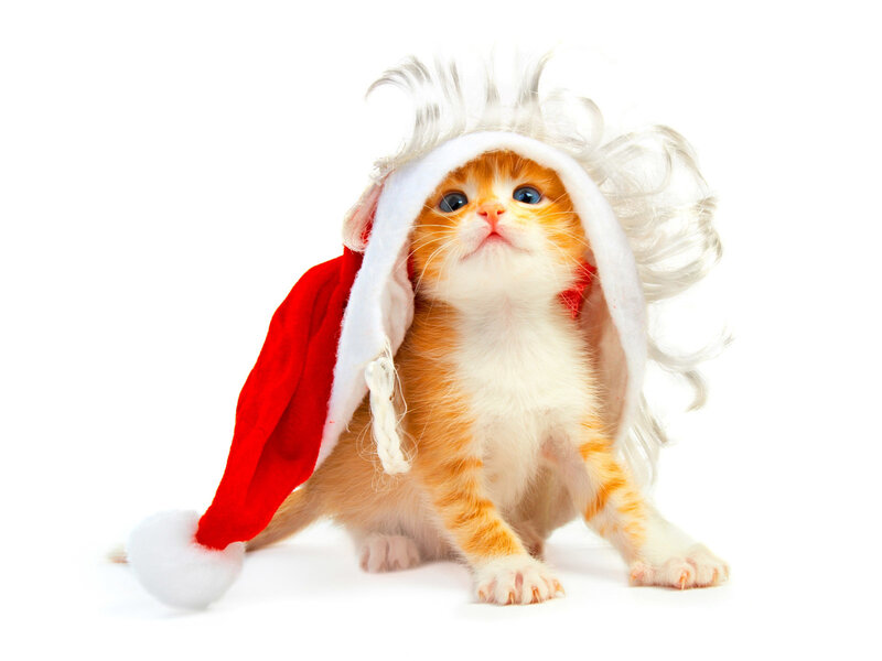 Orange Tabby Kitten — Innocent, Photograph