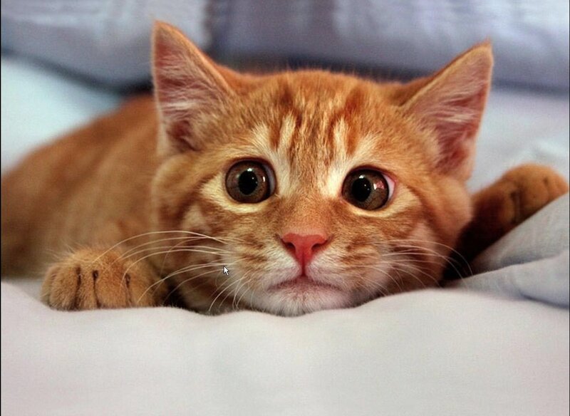 Orange Tabby Kitten — Innocent