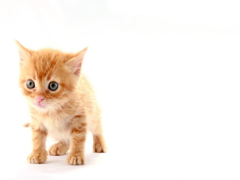 Orange Tabby Kitten — Innocent, White Background