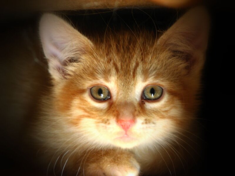 Orange Tabby Kitten — Intense