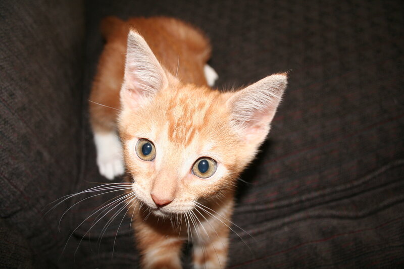 orange tabby kitten looking up
