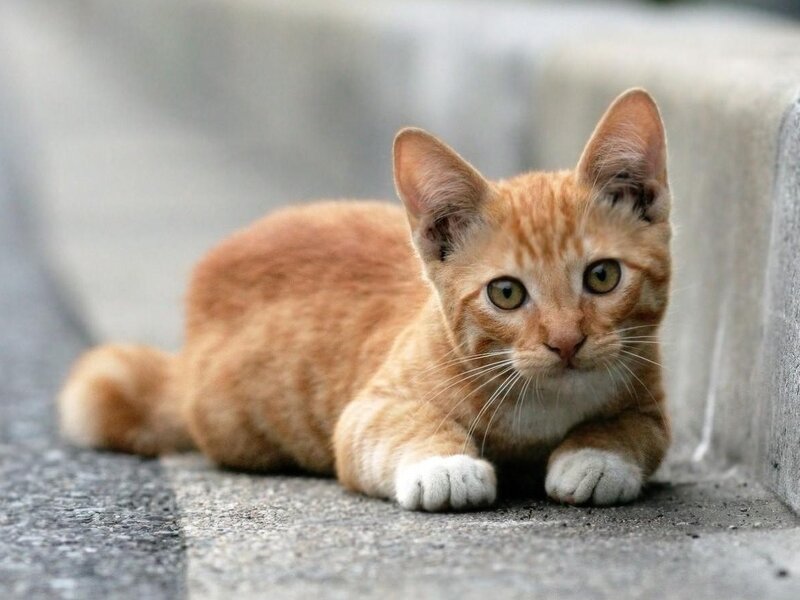 orange tabby kitten lying down