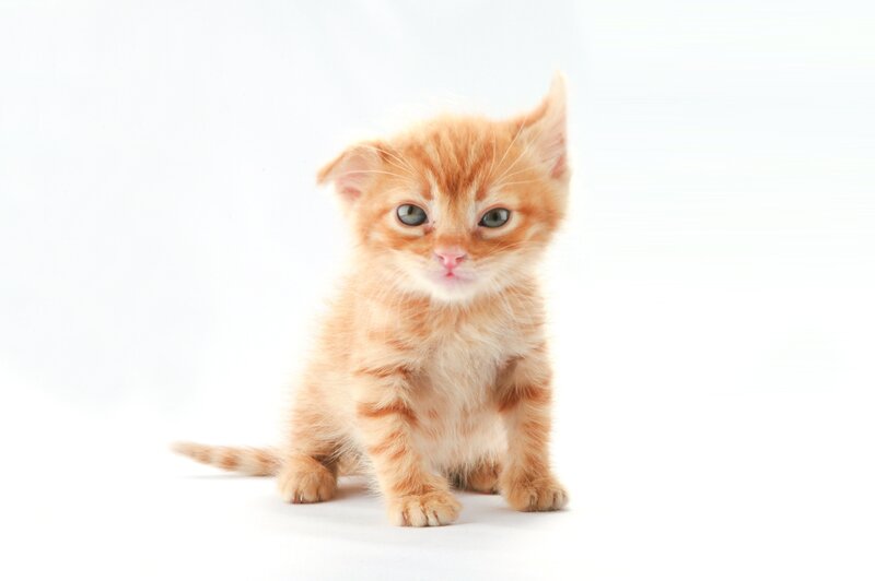 Orange Tabby Kitten — Neutral, Photograph