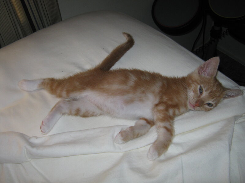 orange tabby kitten on bed