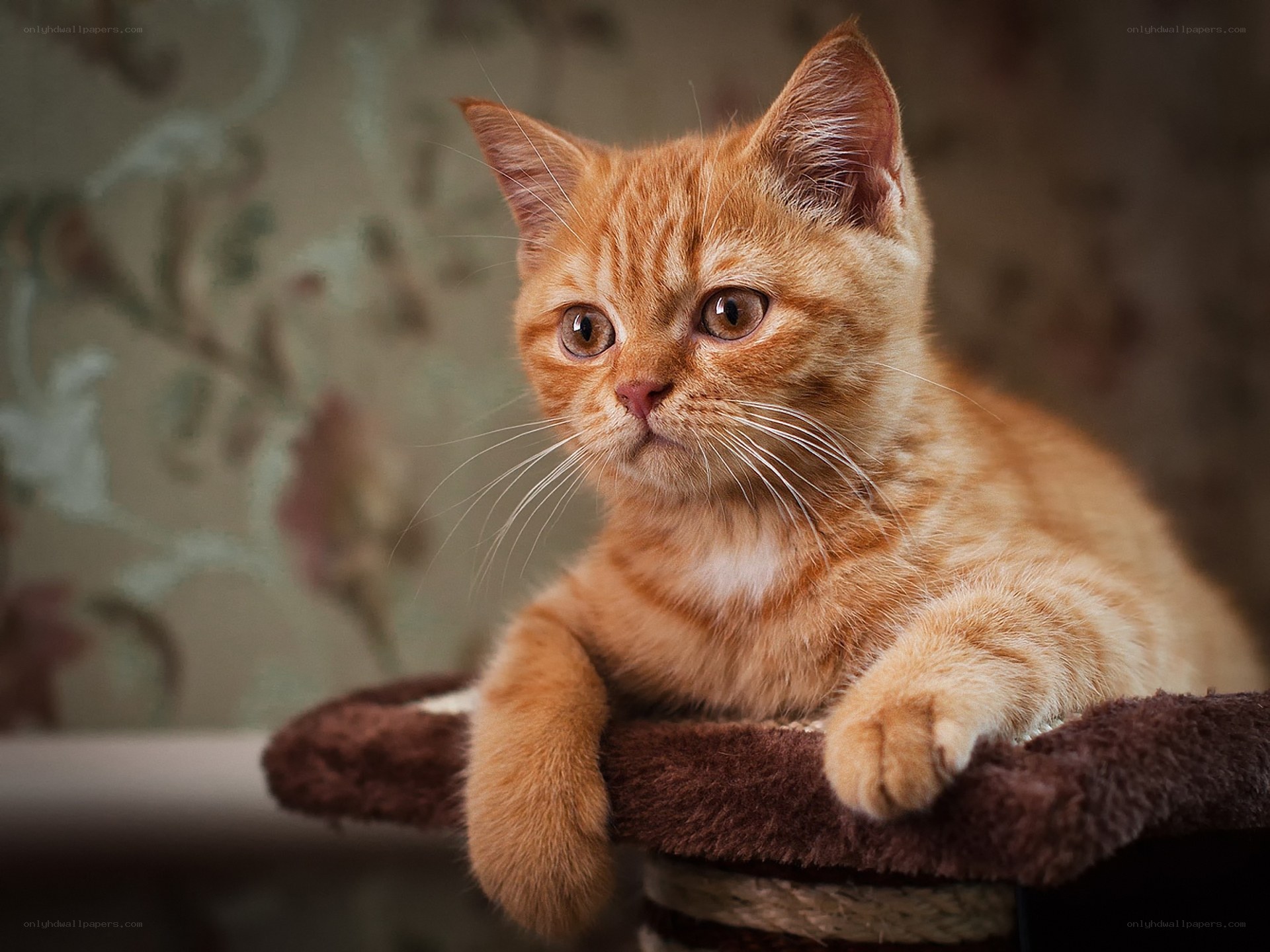 orange tabby kitten on cat tree
