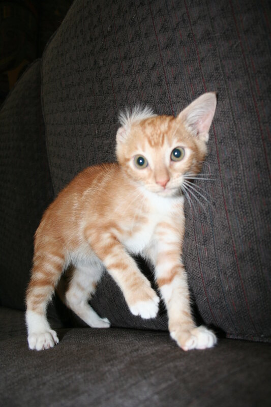 orange tabby kitten on couch