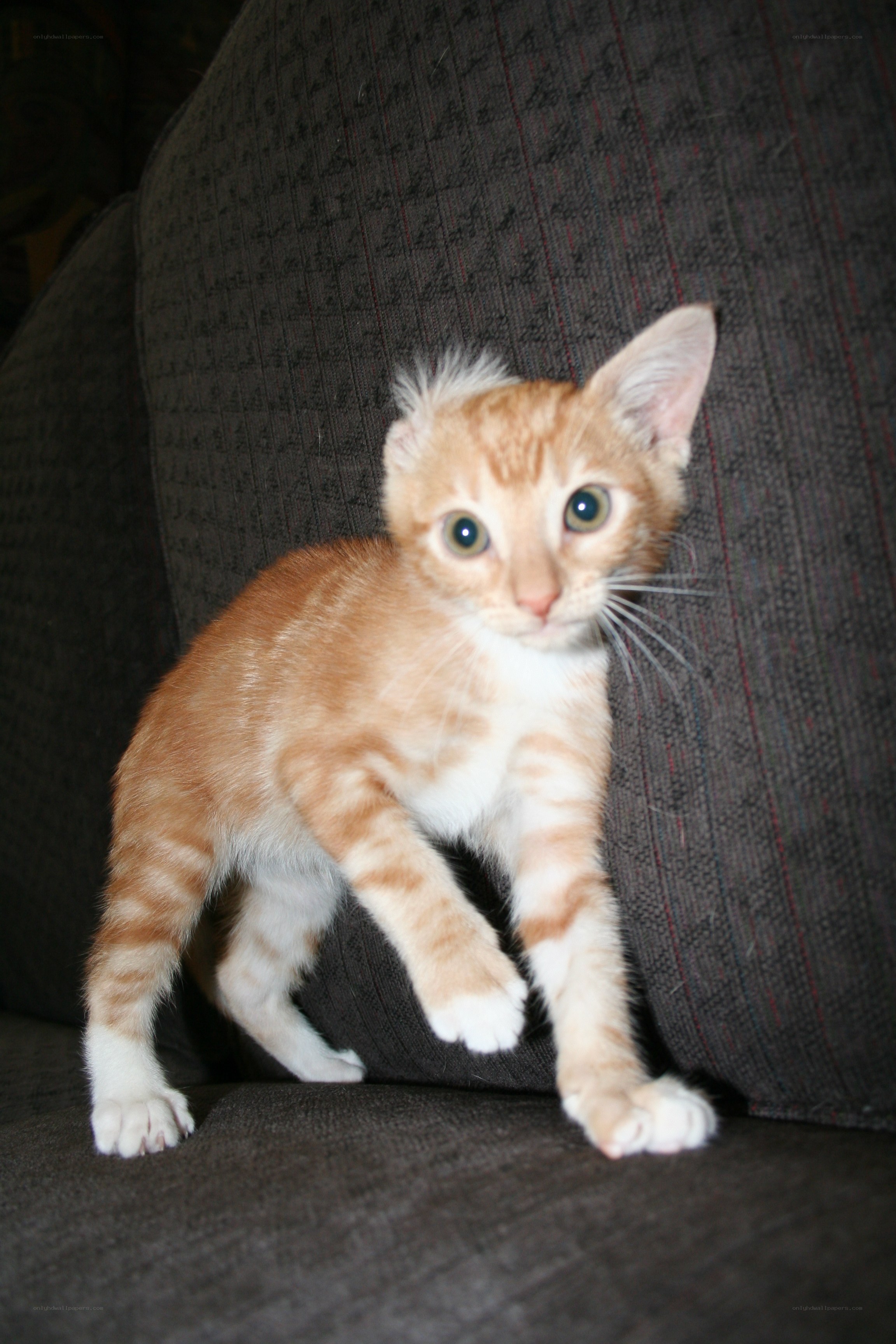 orange tabby kitten on couch