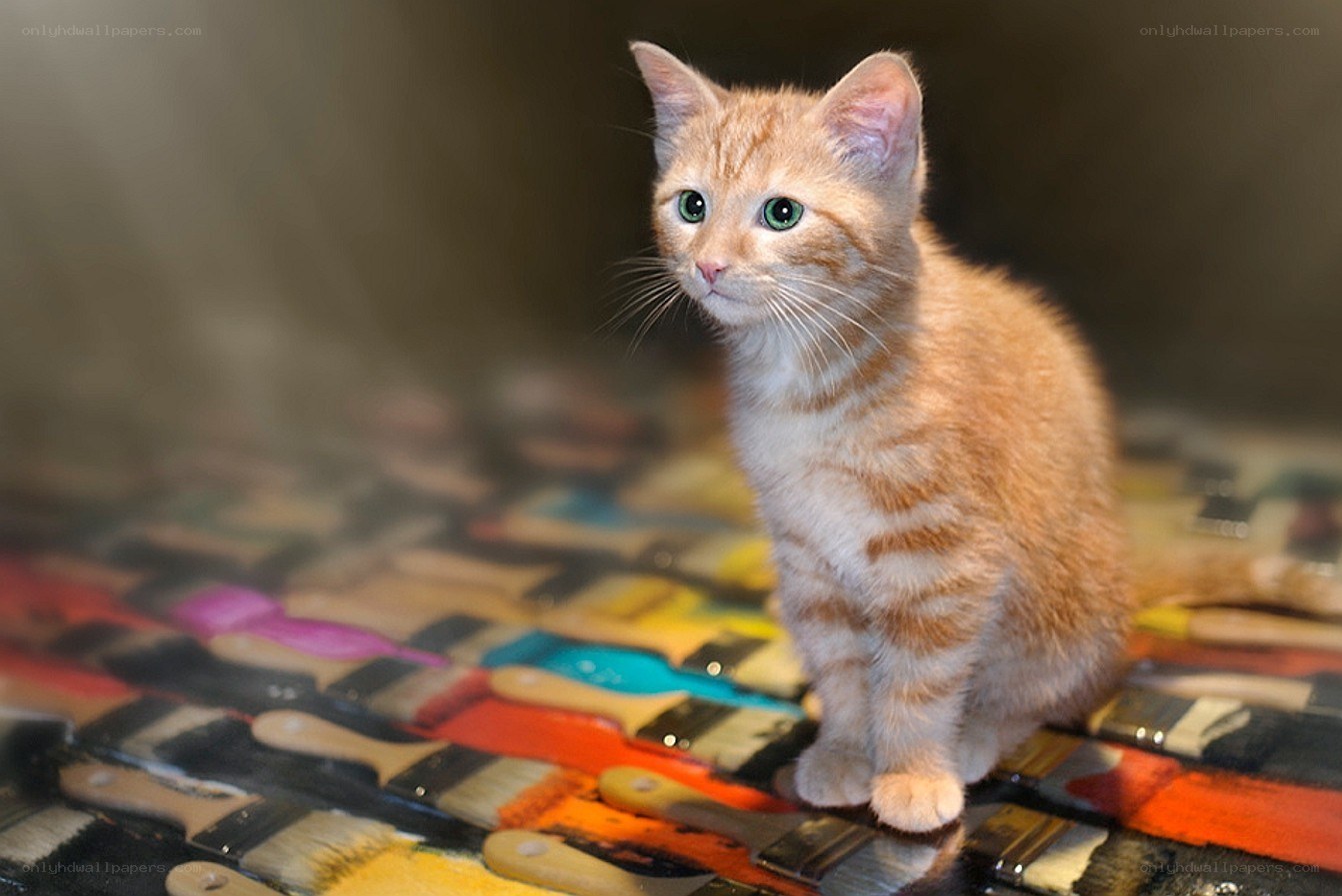orange tabby kitten on paintbrushes