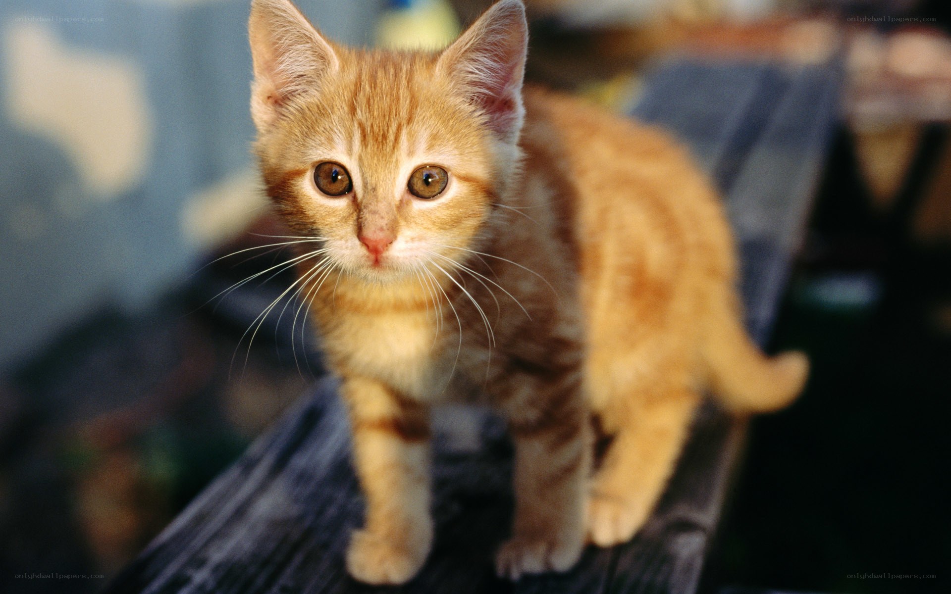 orange tabby kitten on wood