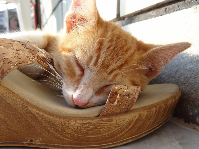Orange Tabby Kitten — Peaceful, Afternoon, Photograph