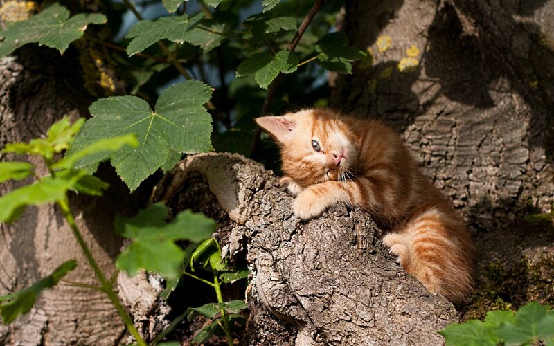 Orange Tabby Kitten — Peaceful, Afternoon