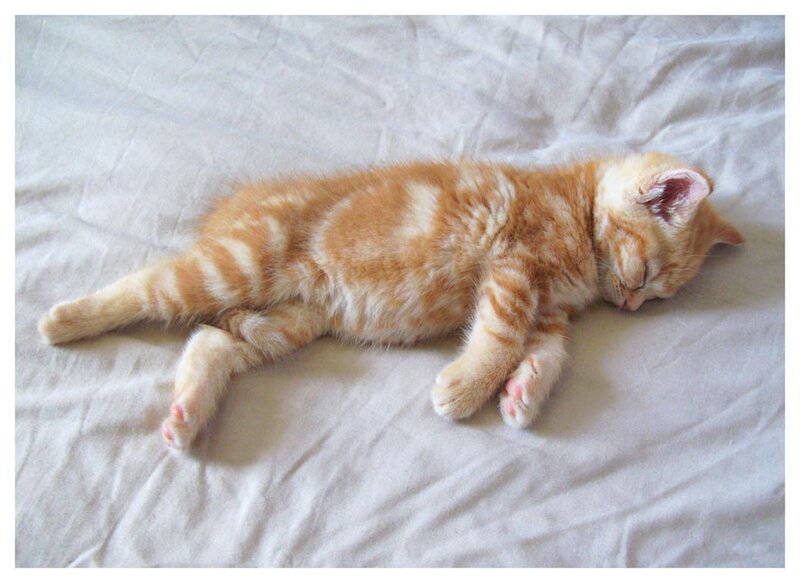 Orange Tabby Kitten — Peaceful, Photograph, Bed, Blanket