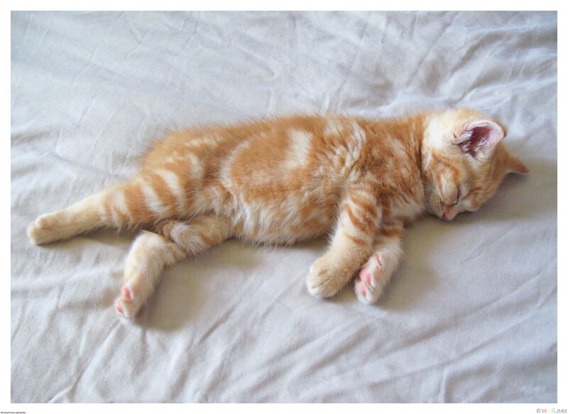 Orange Tabby Kitten — Peaceful, Photograph, Bed