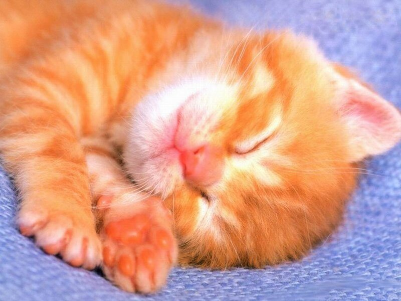 Orange Tabby Kitten — Peaceful, Photograph, Blue Blanket