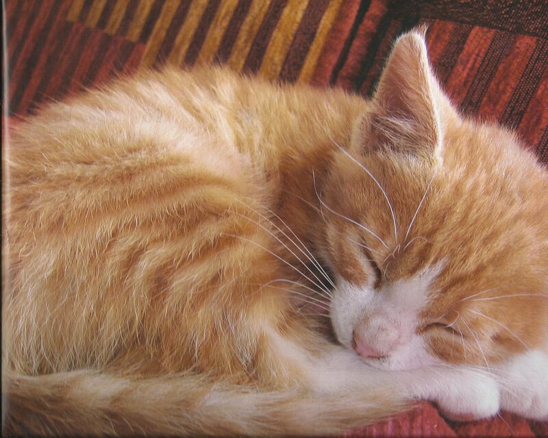 Orange Tabby Kitten — Peaceful, Photograph, Cat, Pillow