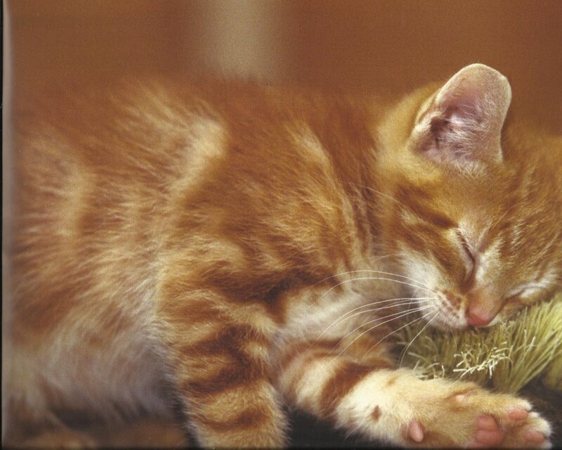 Orange Tabby Kitten — Peaceful, Photograph, Cat